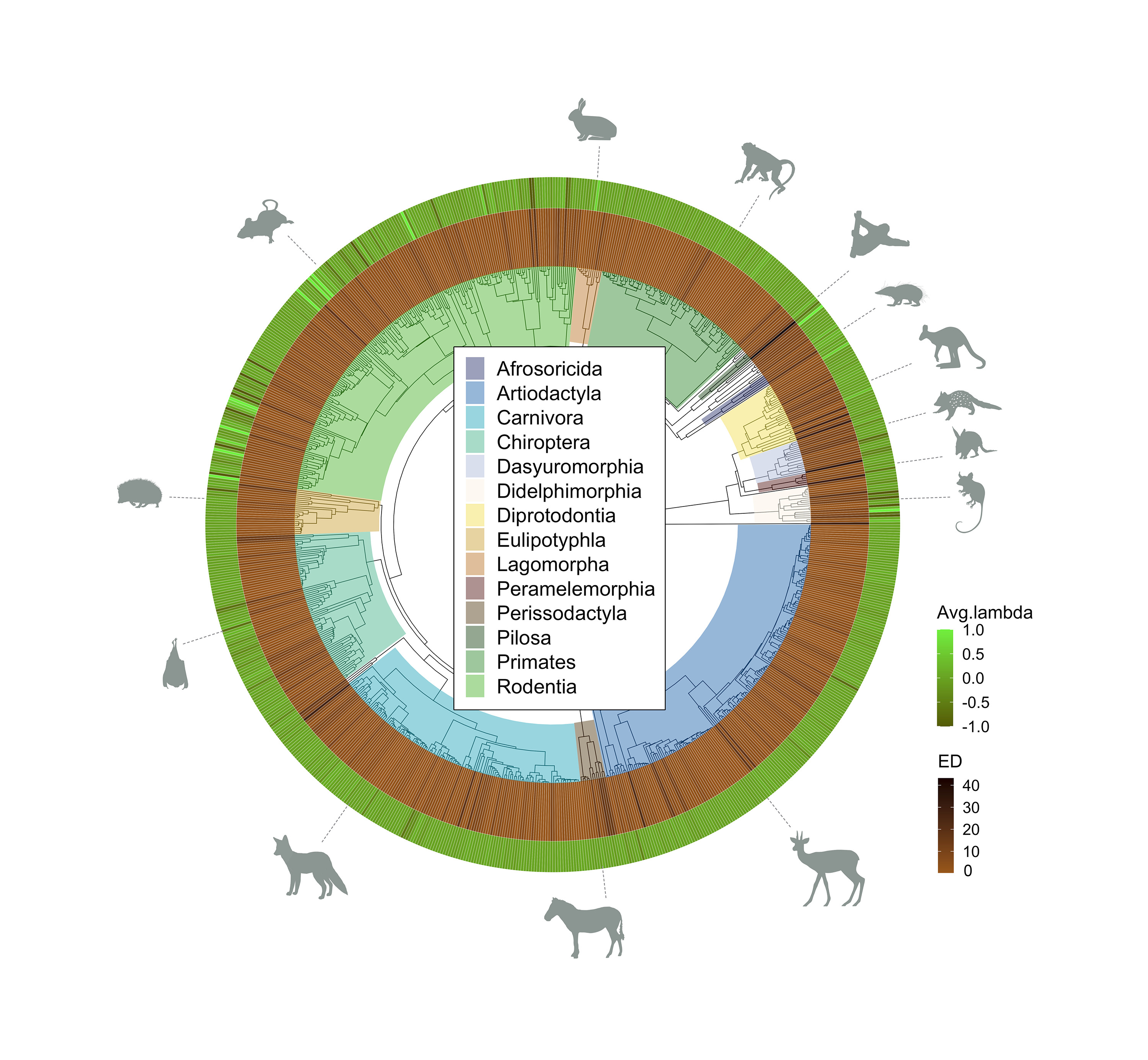 Evolutionary History